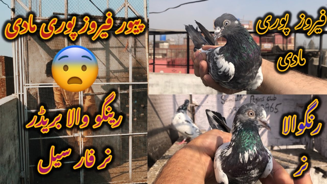 فیروز پوری مادی رینگو والا بریڈر نار فار سیل…….03341042965