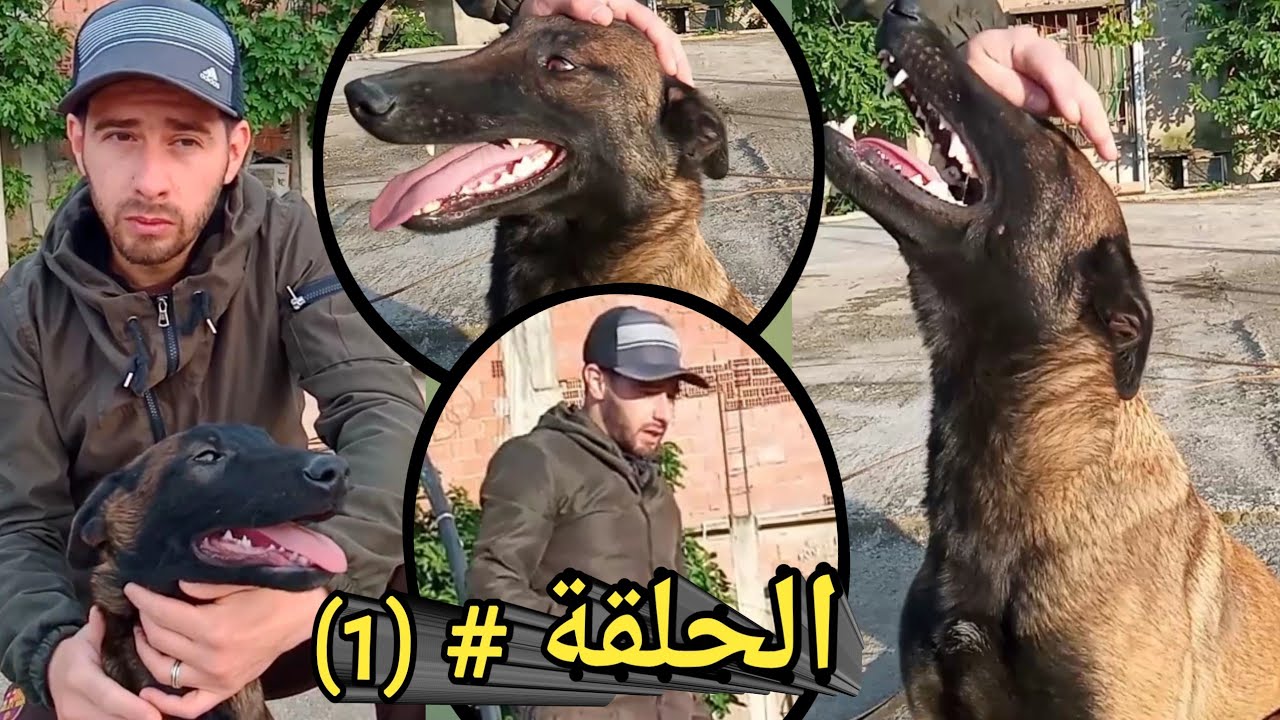 كلب المالينوا مع المربي عليلو  الحلقة (1) #