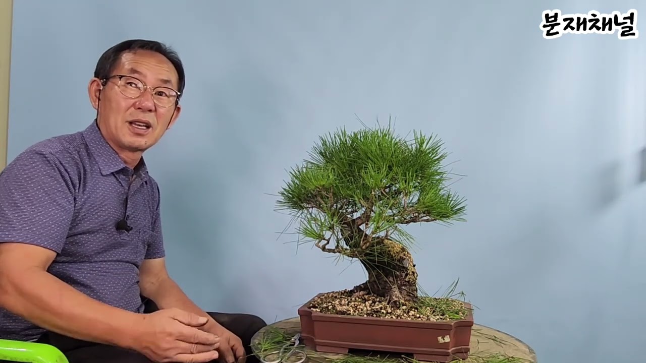 분재관리 426강 소나무 9월의 작업