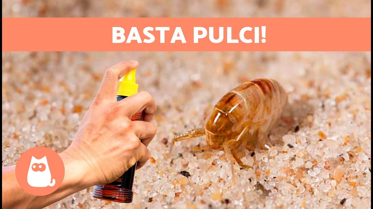 Come ELIMINARE LE PULCI da CASA 🪳❌ 5 Rimedi Naturali ✅