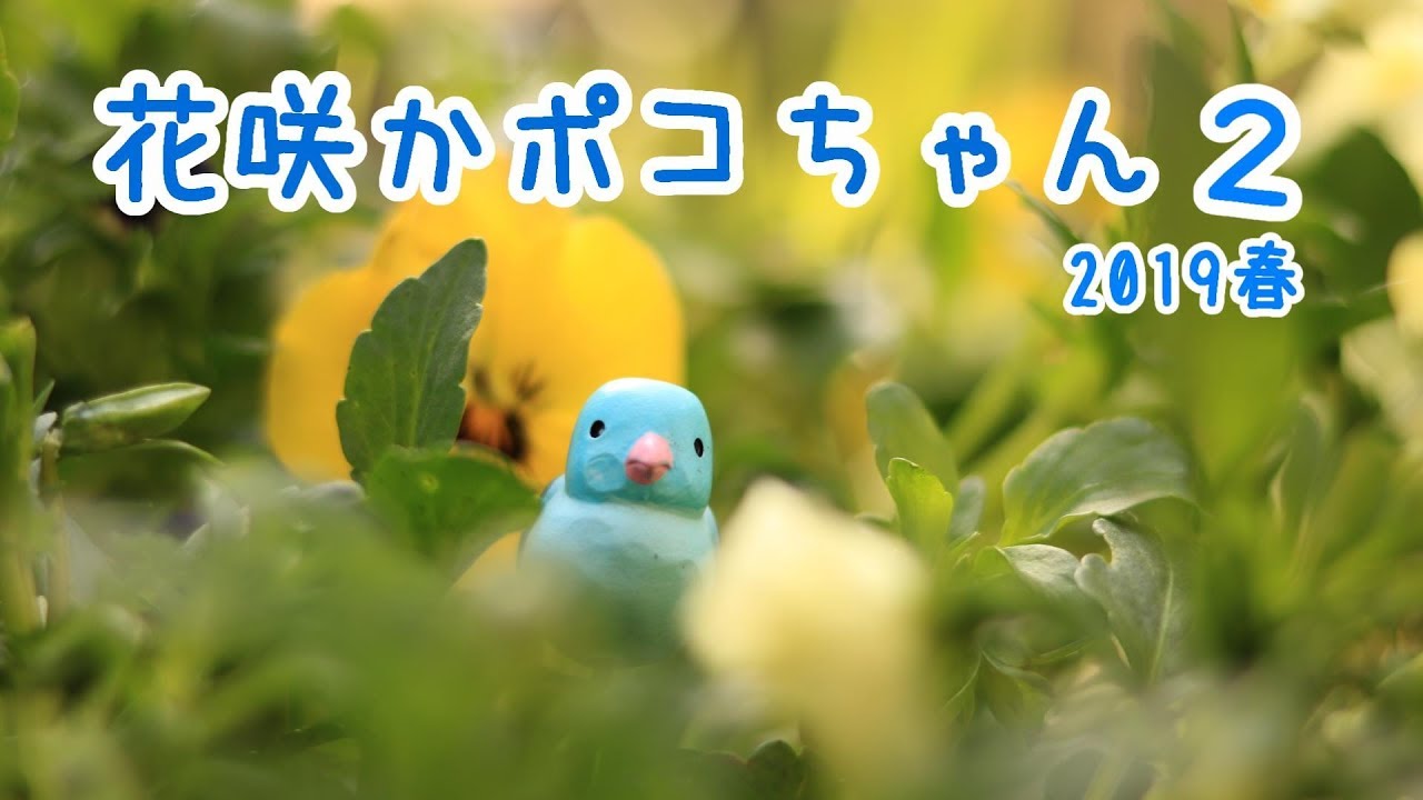 花咲かポコちゃん２　今年も咲いたよ～