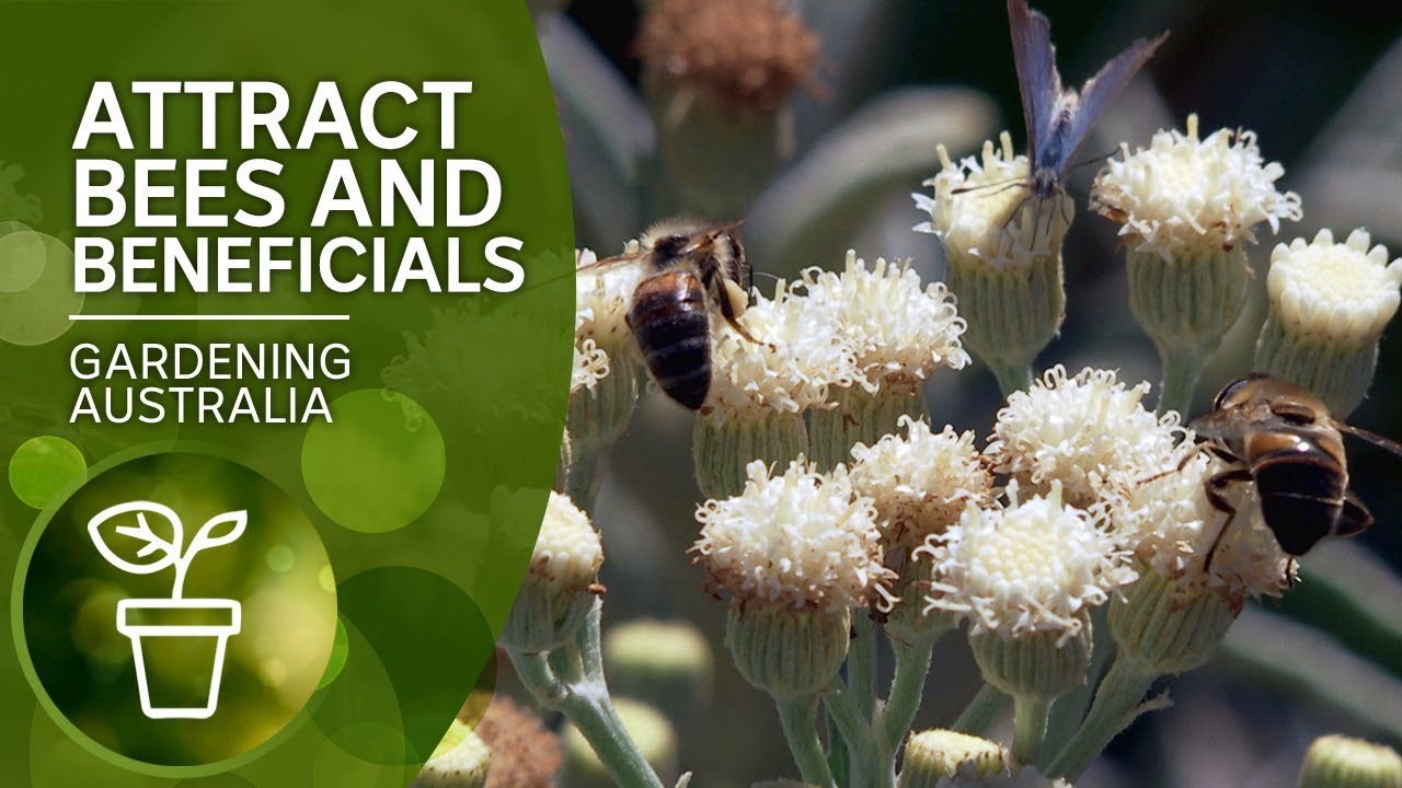 Attract bees, butterflies and other pollinators and pest controllers