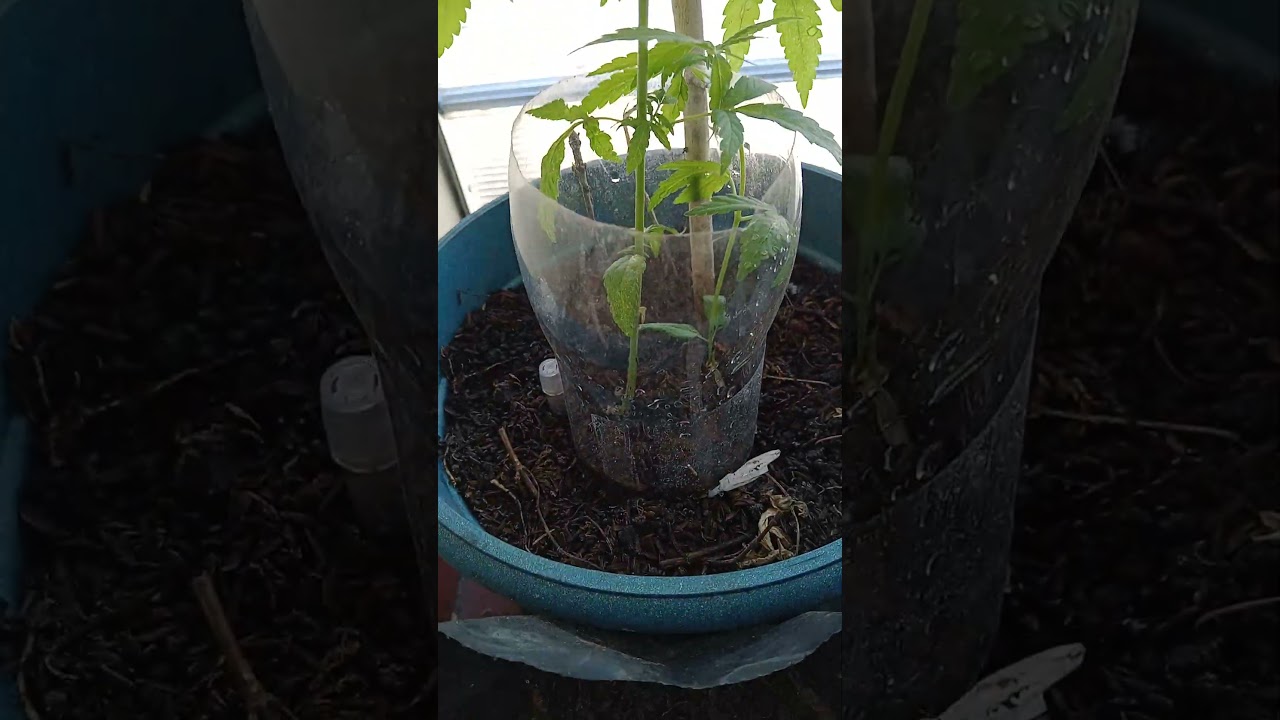 Cannabis Ruderalis vs Indica Vs Sativa 5 semanas Comparaci&oacute;n en condiciones de balc&oacute;n