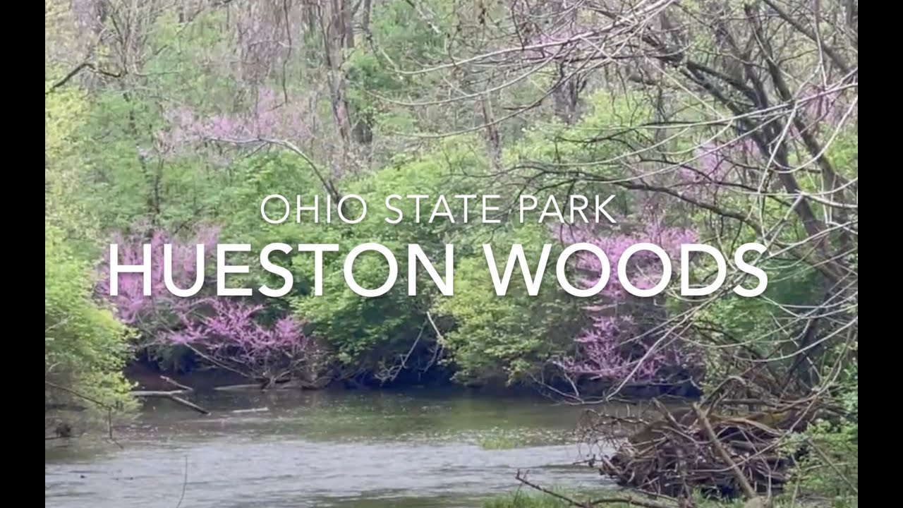 Hueston Woods State Park:  Ohio