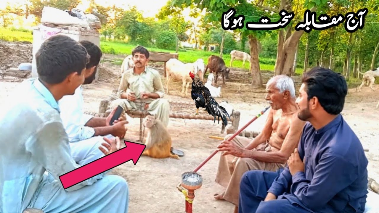Ustad Alam Sher Or Murga Baazi || Murga Baazi Shoq 2024 || Wajid Ali Murg Baaz
