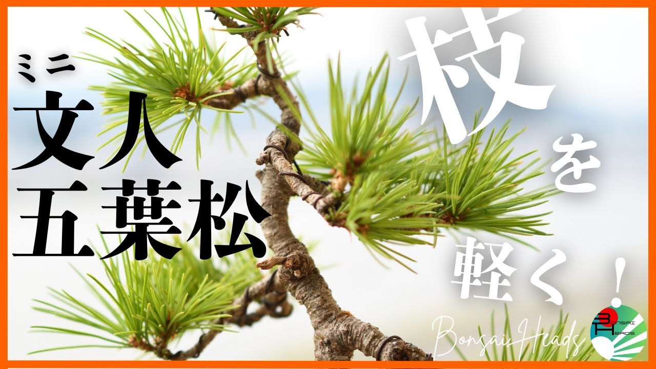 盆栽手入れ！文人仕立ての五葉松｜古葉を取って軽やかに！！