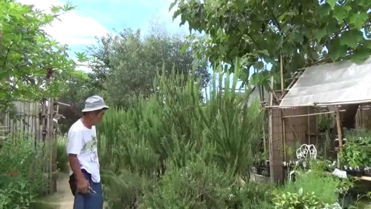 大きくなったローズマリーの剪定-Rosemary-～自然のハーバルライフ～-HERB-Japanese Herb Garden Gardening