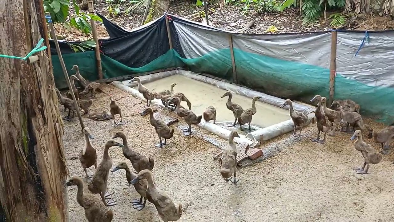 #Bebek petelur U. 34 hari,, Alhamdulillah