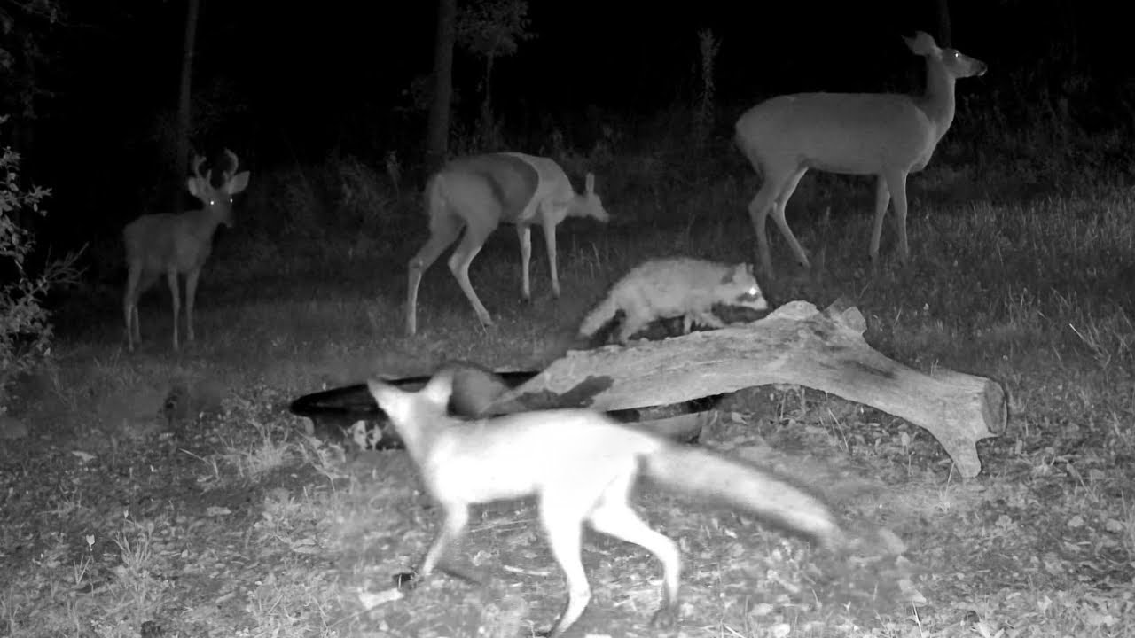 Fight Breaks Out at Waterhole: Trail Cam Highlights 9.4.25