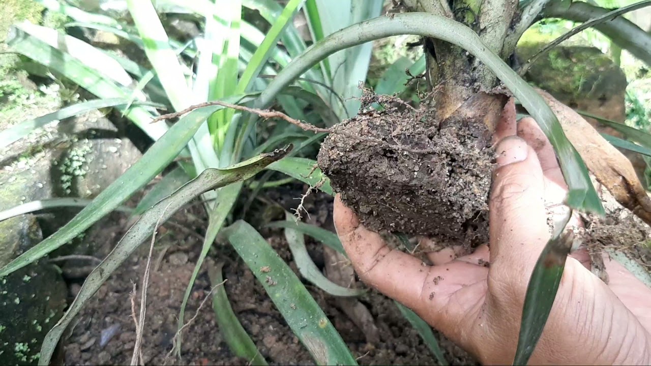 CARA MENANAM NANAS DARI BIBIT BONGGOL