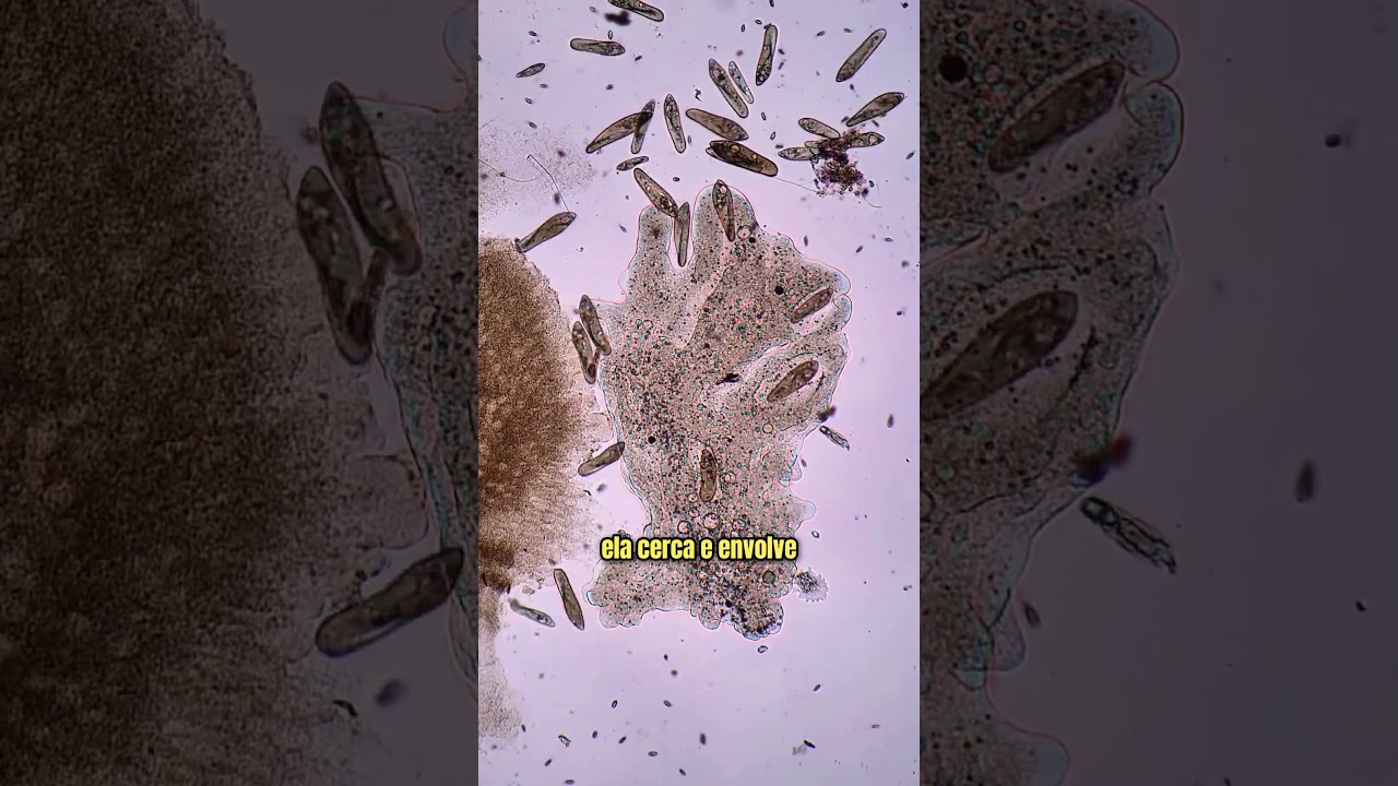 Ameba gigante ca&ccedil;a e captura v&aacute;rios Paramecium de uma s&oacute; vez #microbiologia #microorganismos