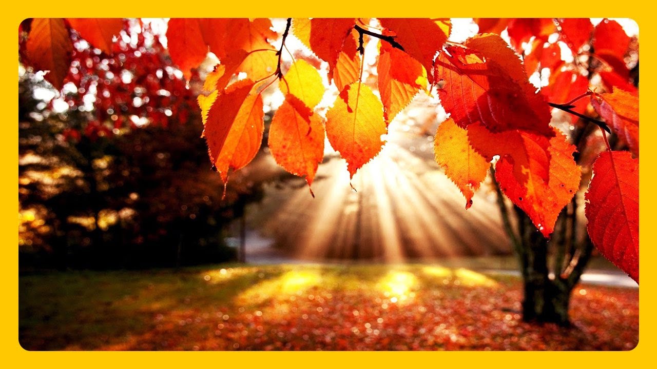 Beautiful Autumn Scenery Colors of Nature🍁Fall Leaf Colors & RELAXING MUSIC HD 1080P Screensaver