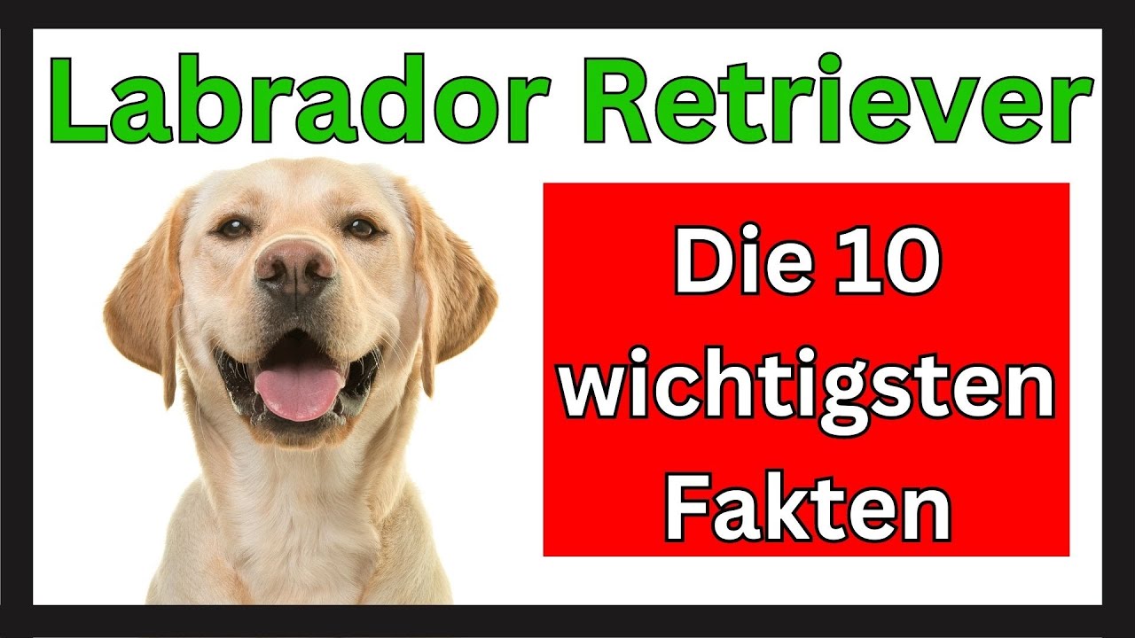Labrador Retriever 🐶 Die 10 wichtigsten Fakten dieser Hunderasse