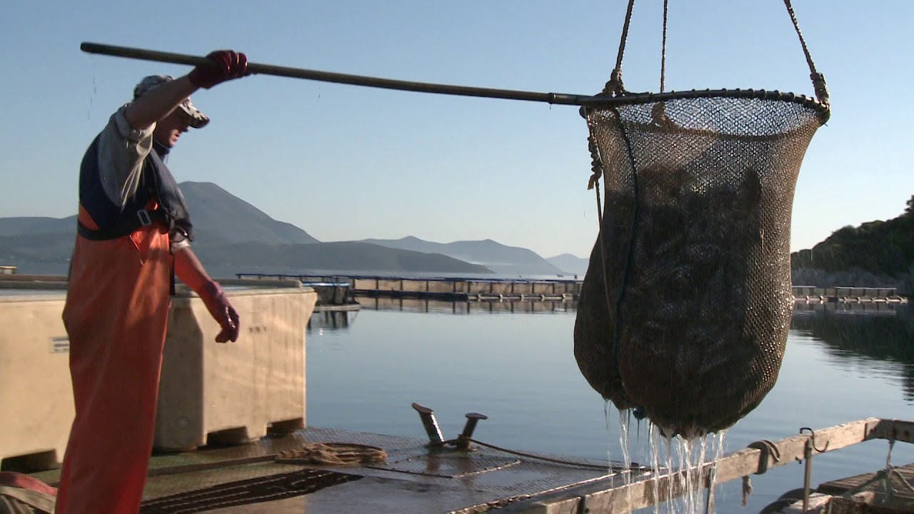NICOFARM -  A Modern Fish Farm in Greece