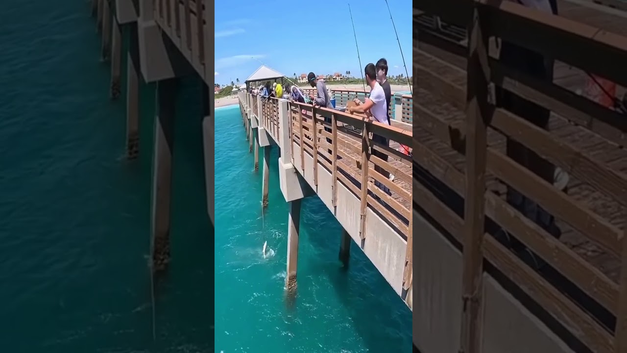 Epic Bridge Fishing for Giant Monkfish: Catching Lophius Piscatorius with Heavy-Duty Hooks! #shorts