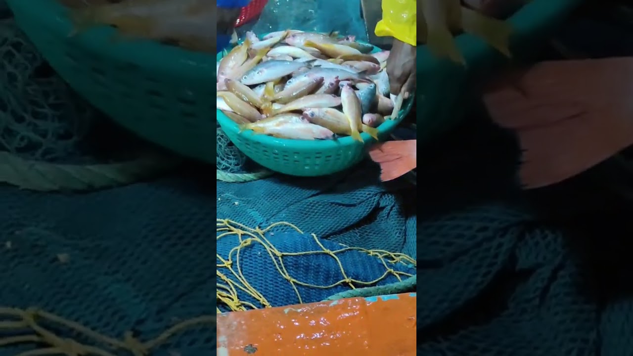 Pondicherry Harbour Fish market vlog Tamil #pondicherry #harbour #fish#fishmarket #food#vlog#shorts