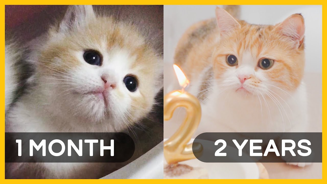 Kitten to Mother Cat | 1 month to 2 years in 5 mins | Happy Birthday to Belly