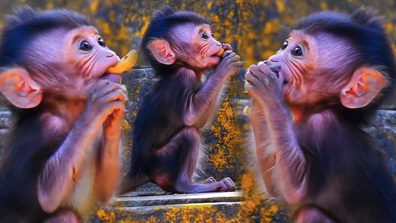 Lovely Baby Monkey Looks Very Active Near Mommy, Adorable Wildlife