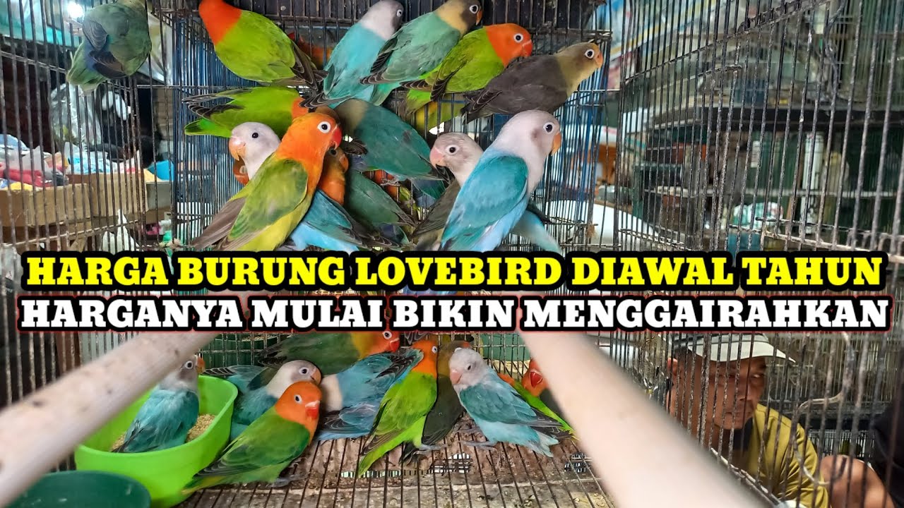 HARGA LOVEBIRD,PARKIT,FALK DIAWAL TAHUN 2026 TERBARU DIKIOS KASMIN PASAR BURUNG PRAMUKA TERBARU 