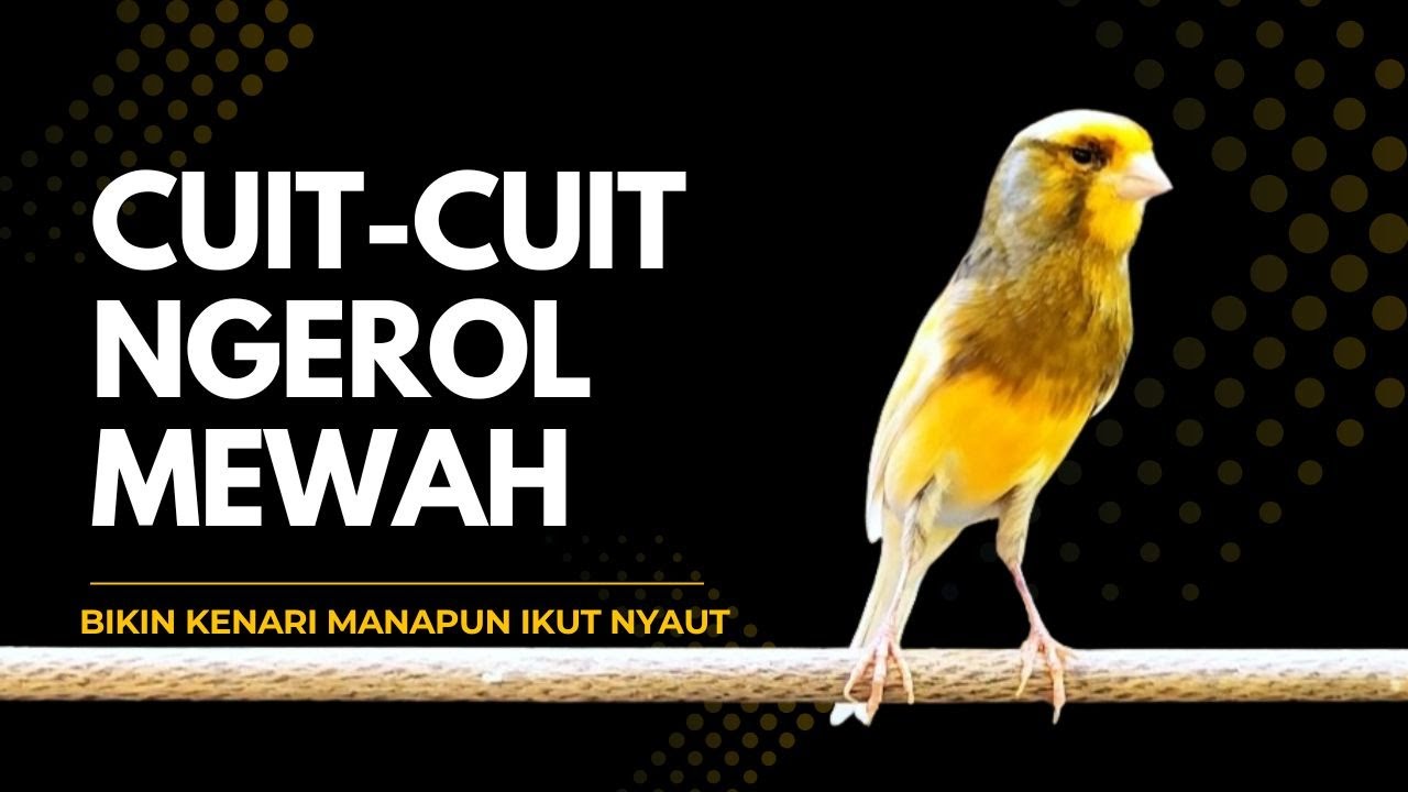 kenari GACOR panjang cuit cuit EMOSI, pancingan kenari paud belajar bunyi, terapi CANARY MACET
