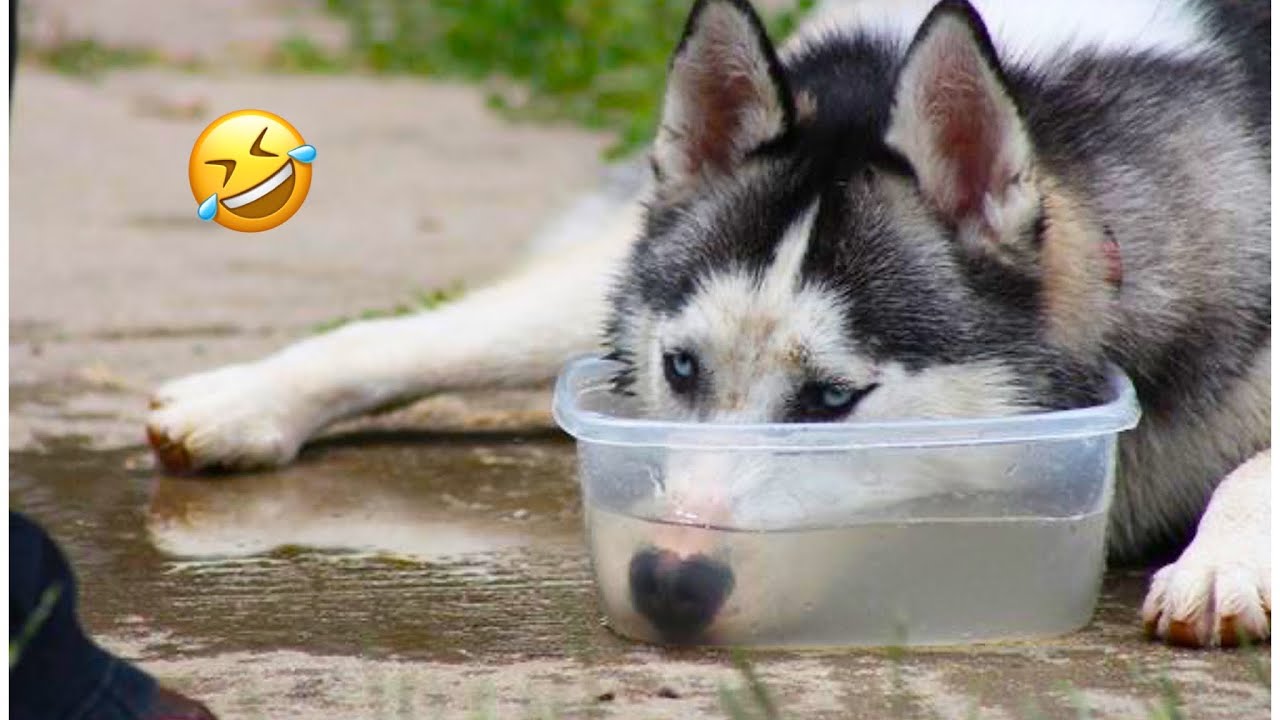 САМЫЕ СМЕШНЫЕ хаски | Каково это — быть владельцем хаски😅 Хаски — королевы драмы🤣