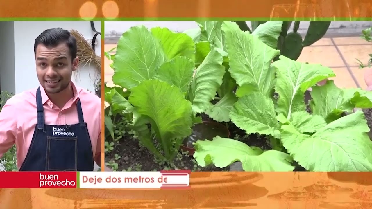 &iquest;C&oacute;mo cultivar una huerta de mostaza en casa?  | Tips y secretos | Buen Provecho