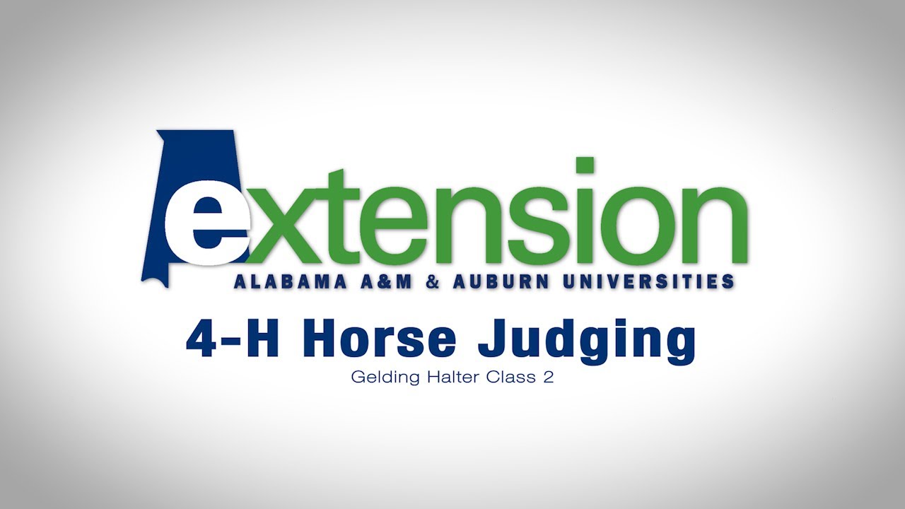 4-H Horse Judging:  Gelding Halter Class 2