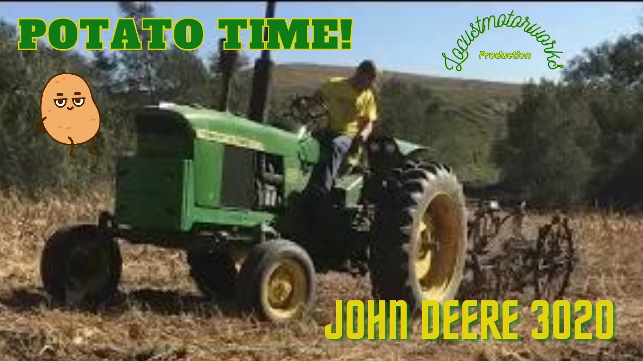 Digging Potatoes with an antique digger