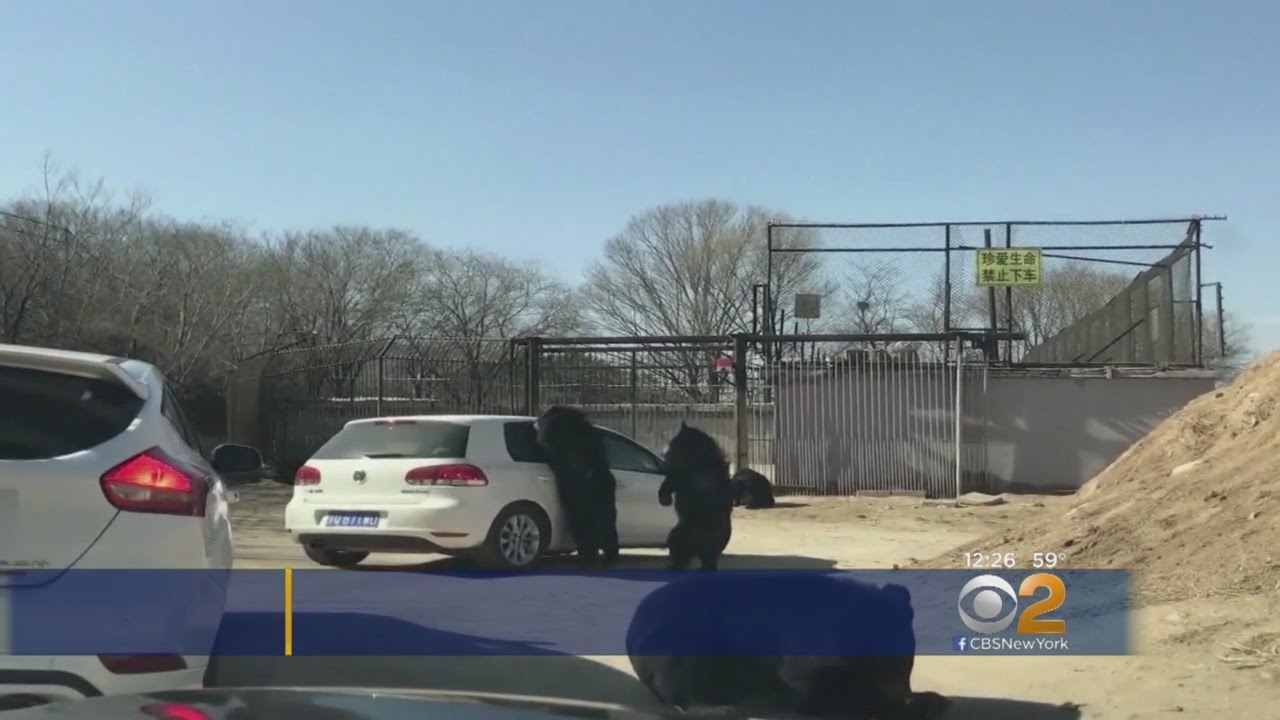 Bears Attack Car In China