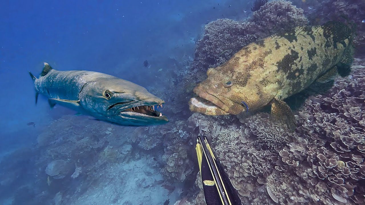 Berburu Ikan Kerapu Tiger Yang Bersembunyi Di balik Batu 