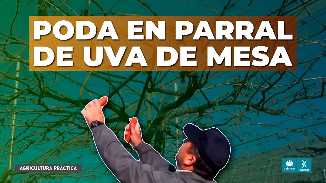 Poda en un parral de uva de mesa