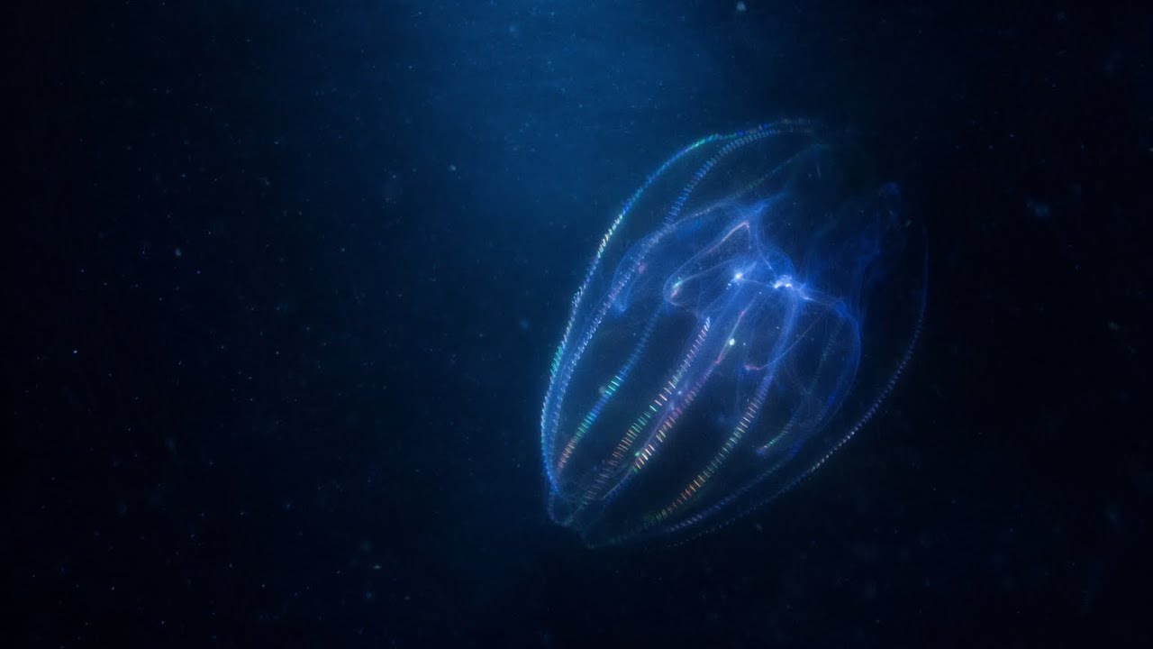 Into the Deep Sea | Ambient Ocean Music for Study and Sleep