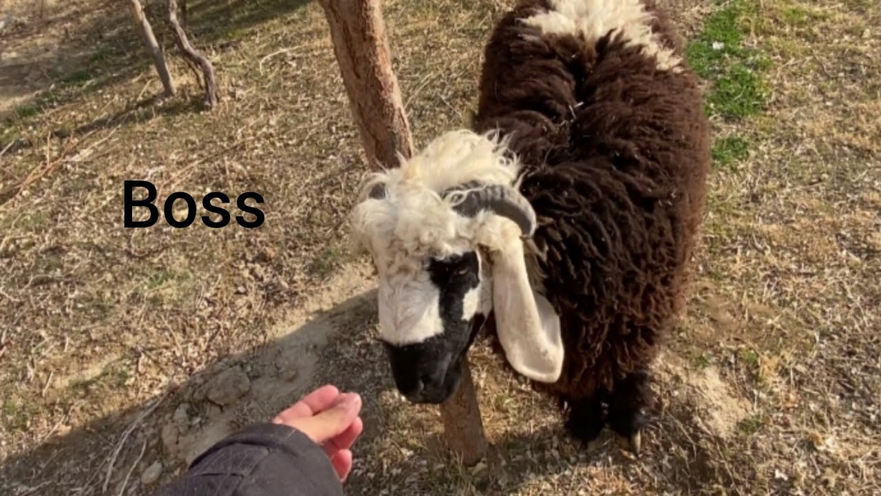 Spending the Day with Boss and His Farm Friends#balochshepherd #animals ##farming #cow #sheepfarming