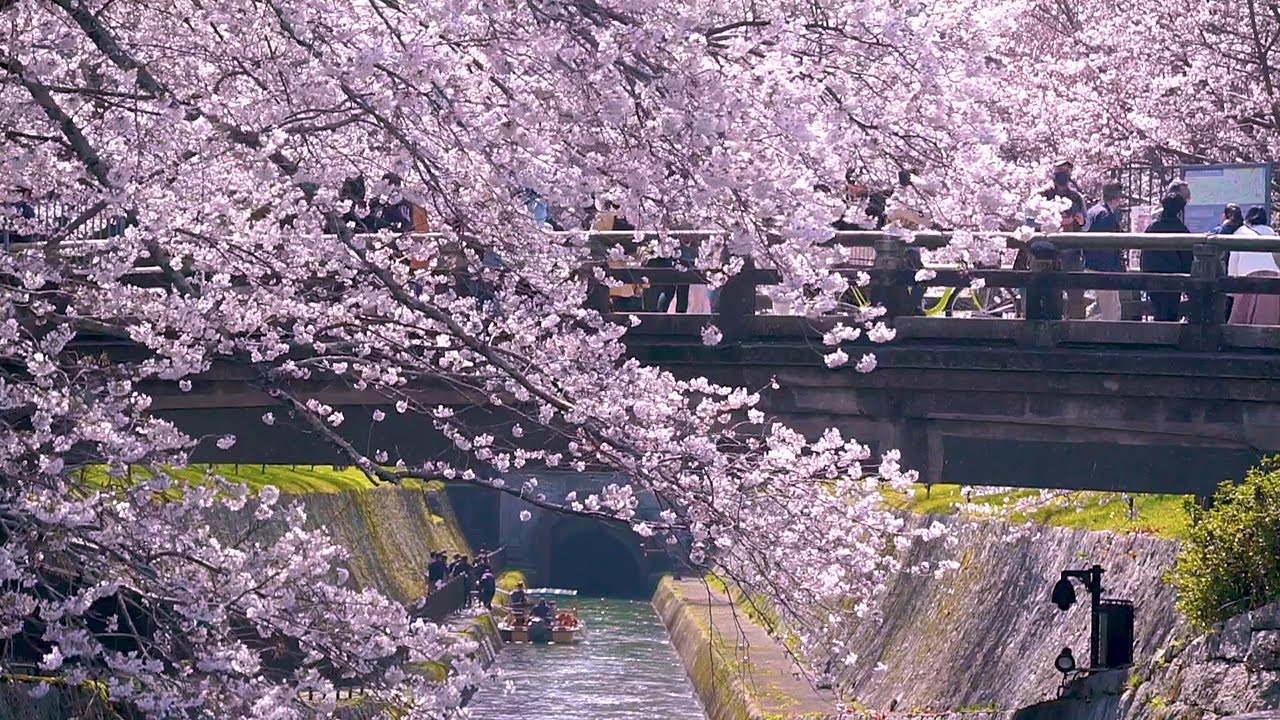 トンネルを抜けると、満開の桜の世界が広がっていた「琵琶湖疏水の桜」