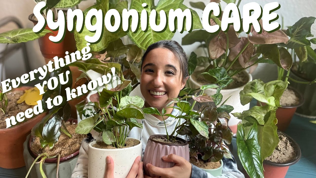 How to care for your Syngonium PLUS Collection!