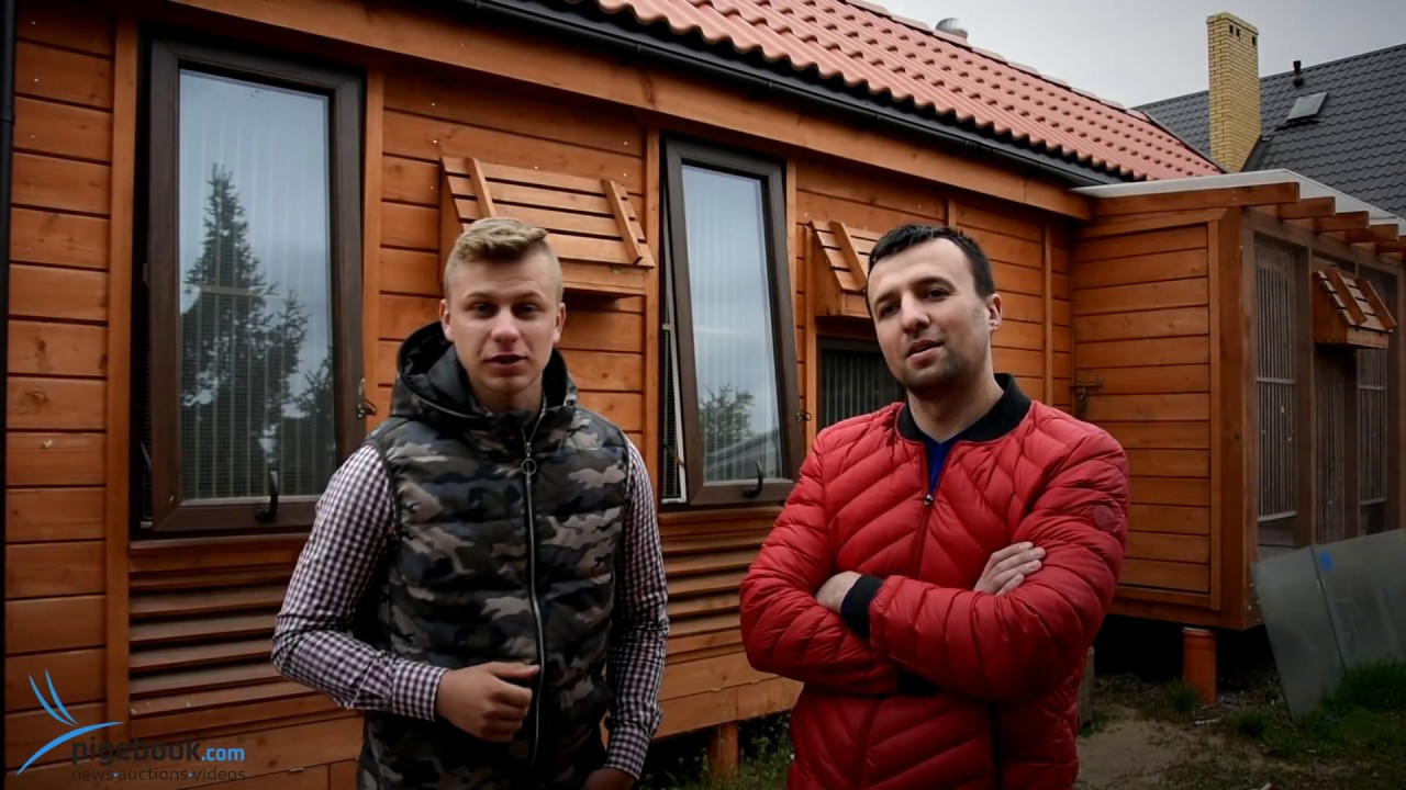 Mirosław & Mateusz Grzywa - PZHGP 012 Białystok / Rozwojowa Hodowla Gołębi !