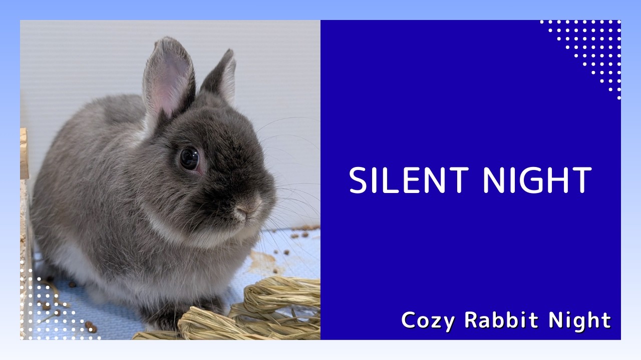 ウルフと過ごす夜 🐰 癒しのうさぎライブ｜Cozy Bunny Night