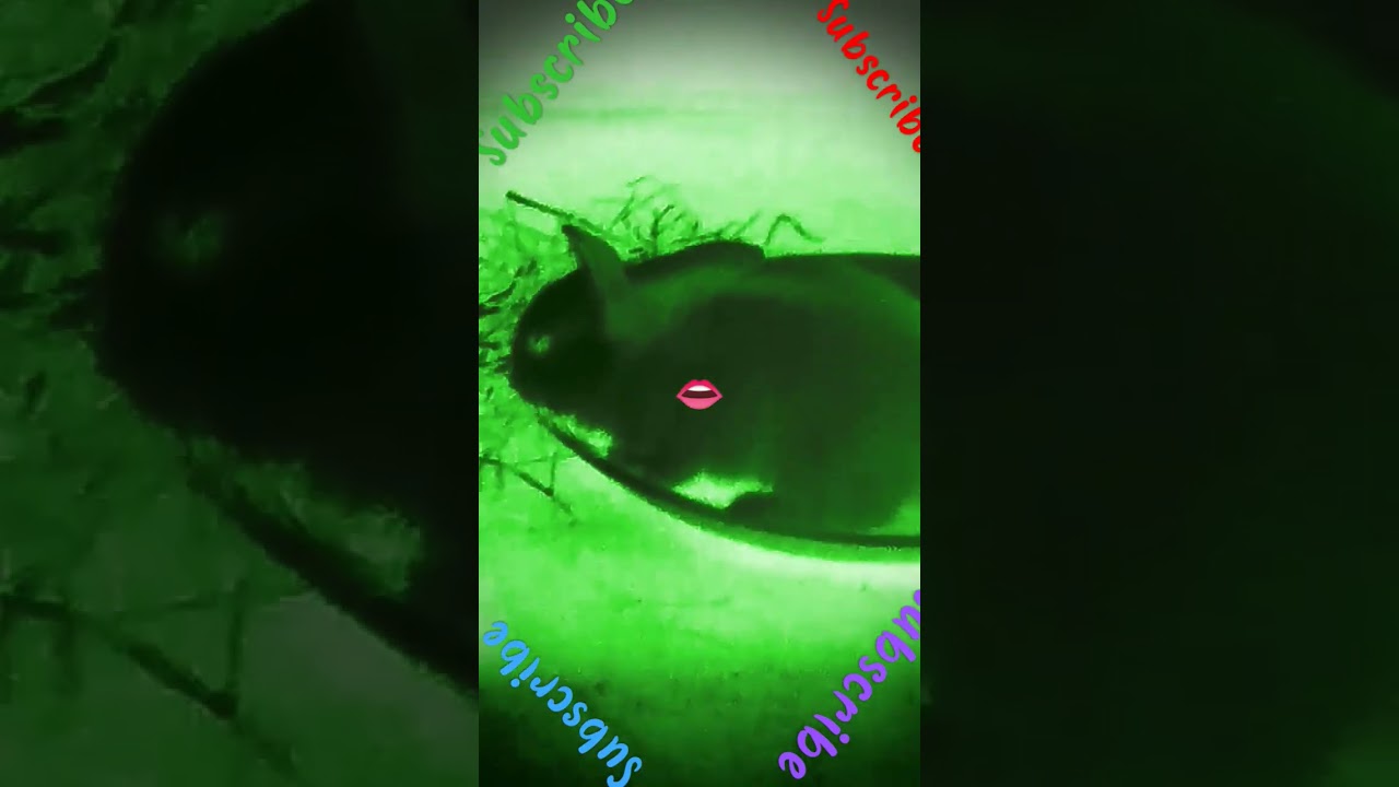 @cut @LoveMelisaMichelle @Tanurawat33T @rania_gaming @lalatv5767 #love subscribe me