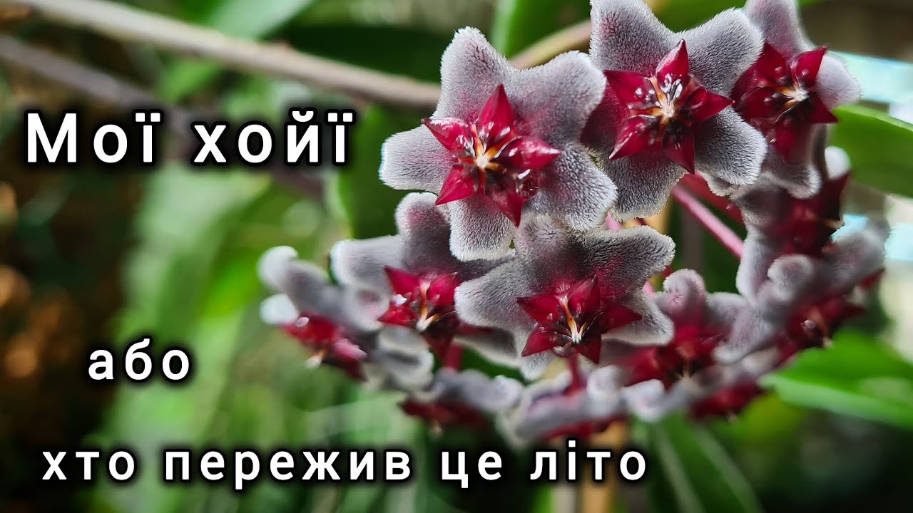 Мої ХОЙЇ. Хто ПЕРЕЖИВ це ЛІТО та кого я ЗАЛИШИЛА в колекції