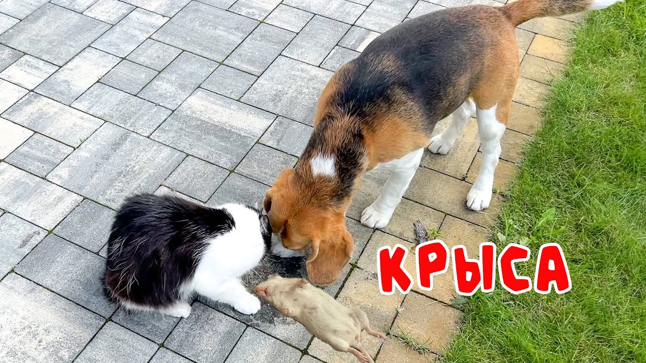 КОТ СЛОВИЛ МЫШЬ. ШЕРЛОК ОСТАВИЛ КОТА ГОЛОДНЫМ. БРОС ШОУ ПЕТ