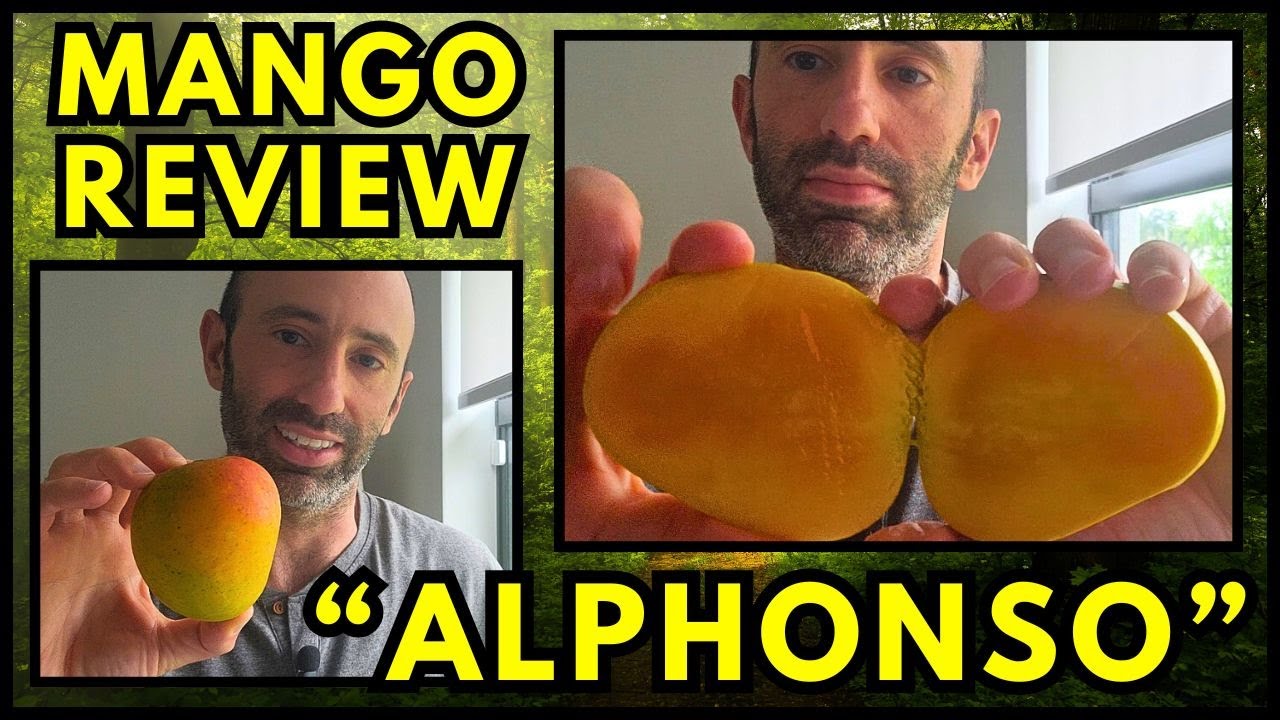 Alphonso Mango Review From my Backyard Tree! (2025)
