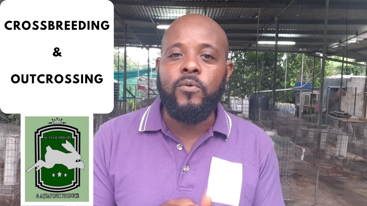 Trinidad Rabbit Farming - Crossbreeding & Outcrossing