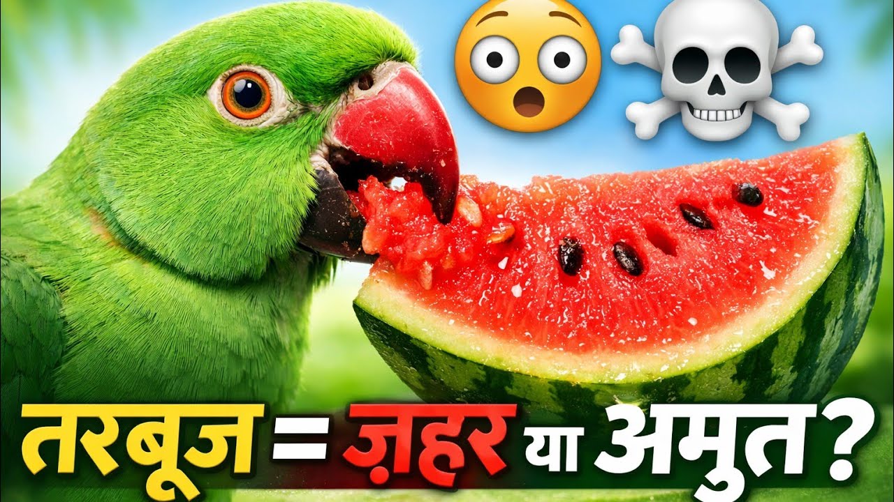 🍉 तोते को तरबूज खिलाया तो क्या होगा? Amazing Benefits 😱 | Parrot Watermelon in Hindi 
