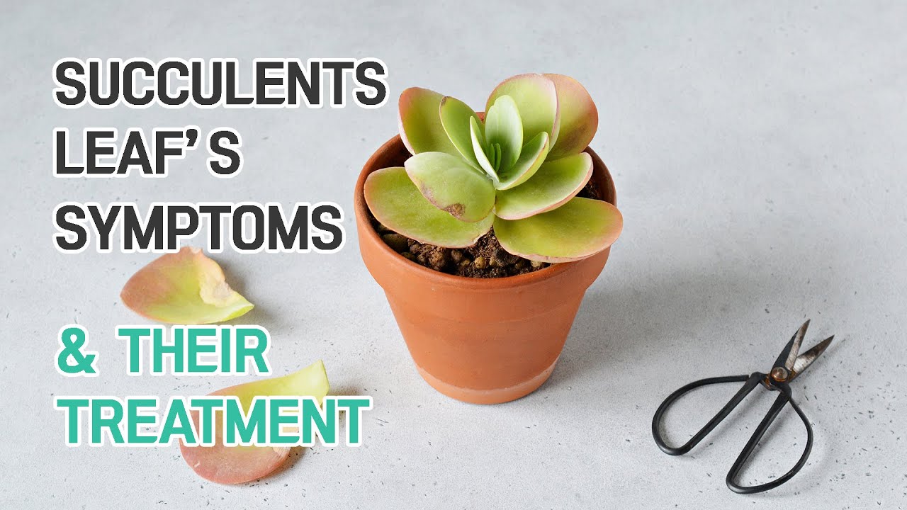 SUCCULENT CARE TIPS | SUCCULENT LEAVES TROUBLES & THEIR TREATMENTS