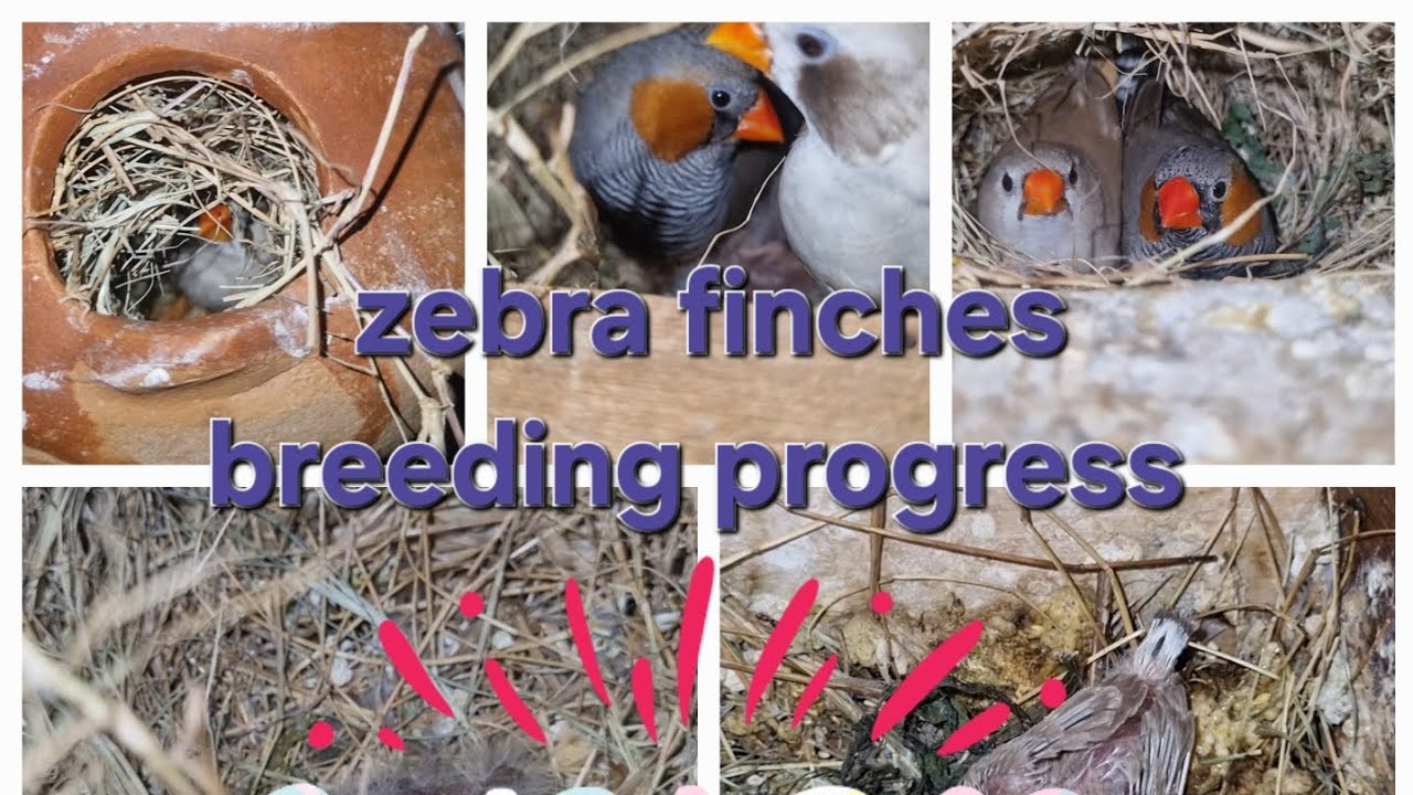 Zebra finches breeding progress | tiniest bird | beautiful small birds