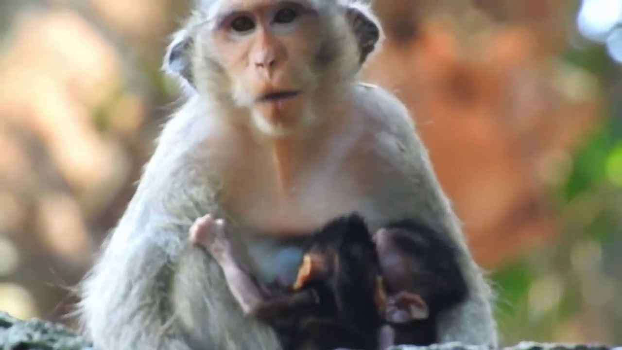 OMG!Why Casi Push Calvin Out Milk Her Like This?