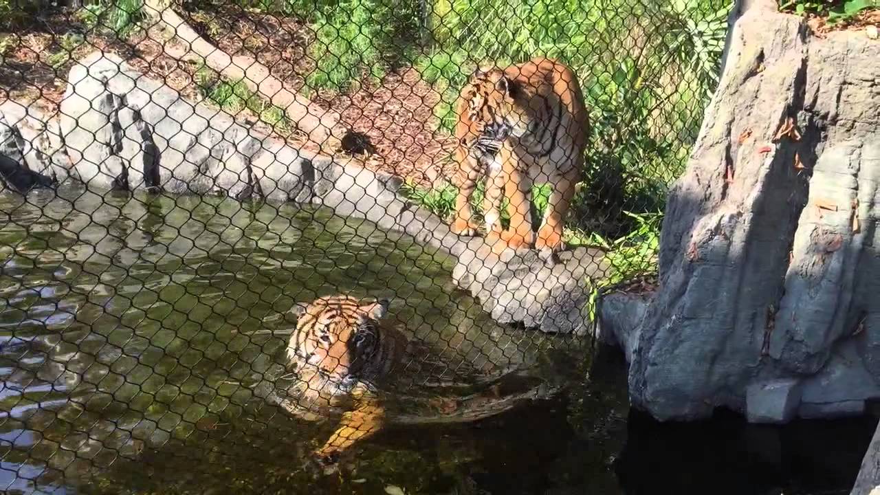 Tiger and Cotton Candy