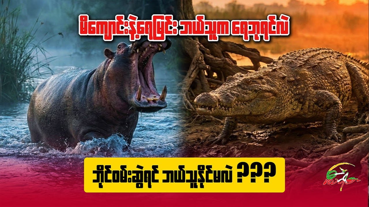 မိချောင်းနဲ့ရေမြင်းဘယ်သူကရေဘုရင်လဲ ? ဘိုင်ဝမ်းဆွဲရင်ဘယ်သူနိုင်မလဲ