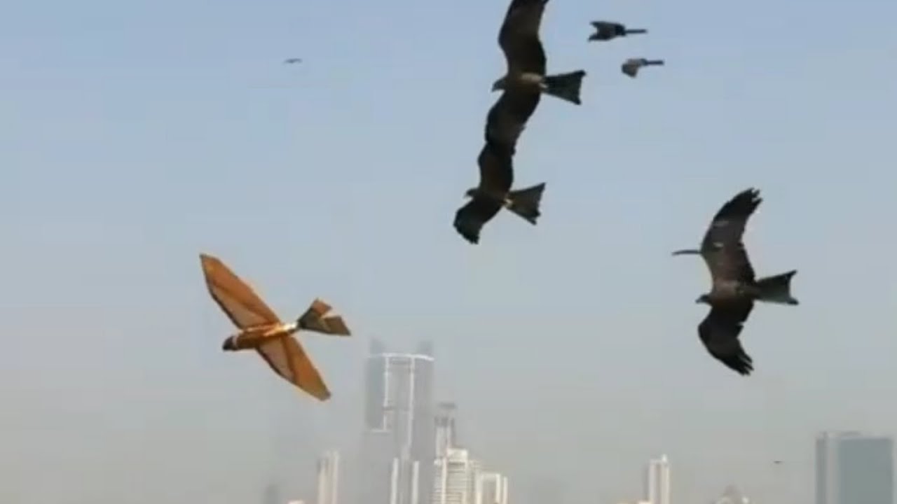 ornithopter chased by eagle's in Mahalaxmi Racecourse mumbai