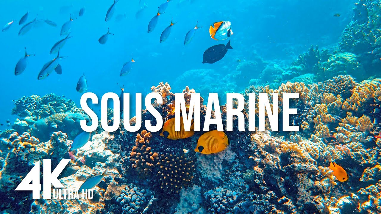 [4K] SOUS MARINE - Beau paysages - Combin&eacute; avec de la musique relaxante, &Eacute;vacuer le Stress